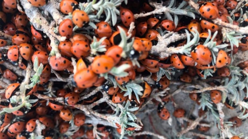 Las playas de Anapa están asediadas por hordas de mariquitas