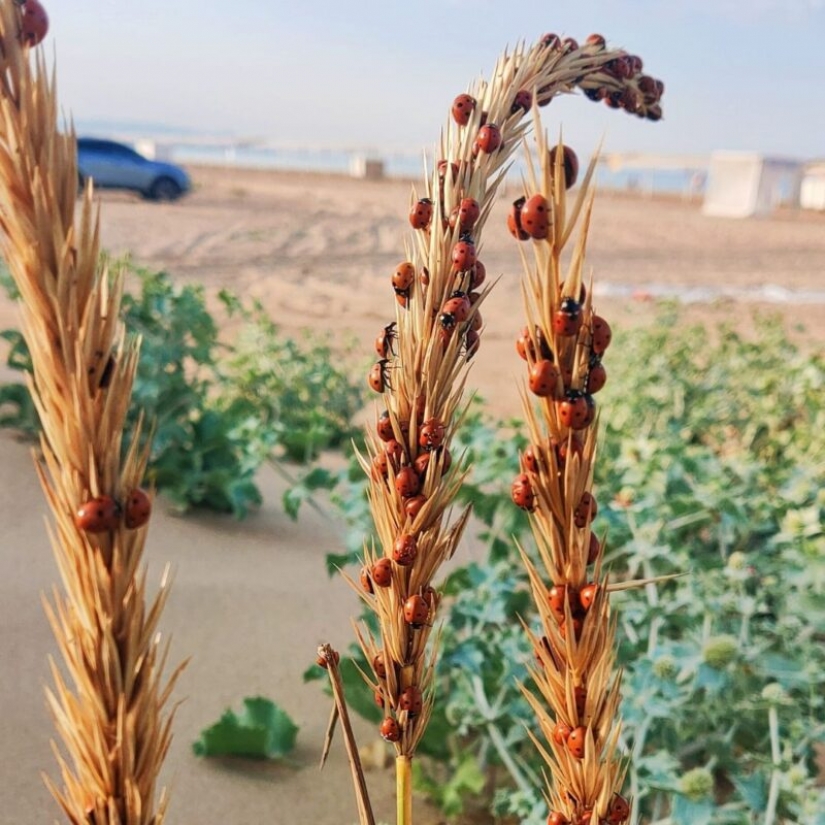 Las playas de Anapa están asediadas por hordas de mariquitas