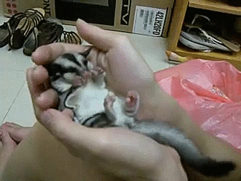 Las zarigüeyas son los animales más dulces del mundo