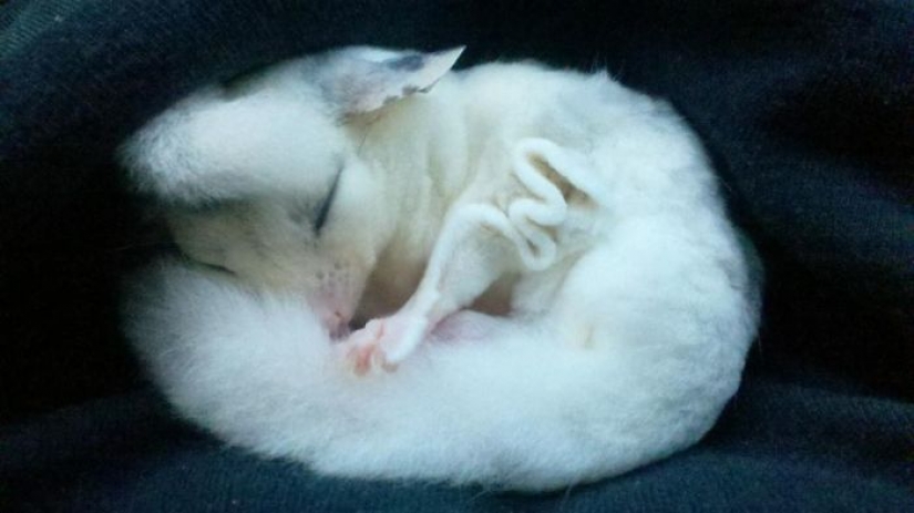 Las zarigüeyas son los animales más dulces del mundo