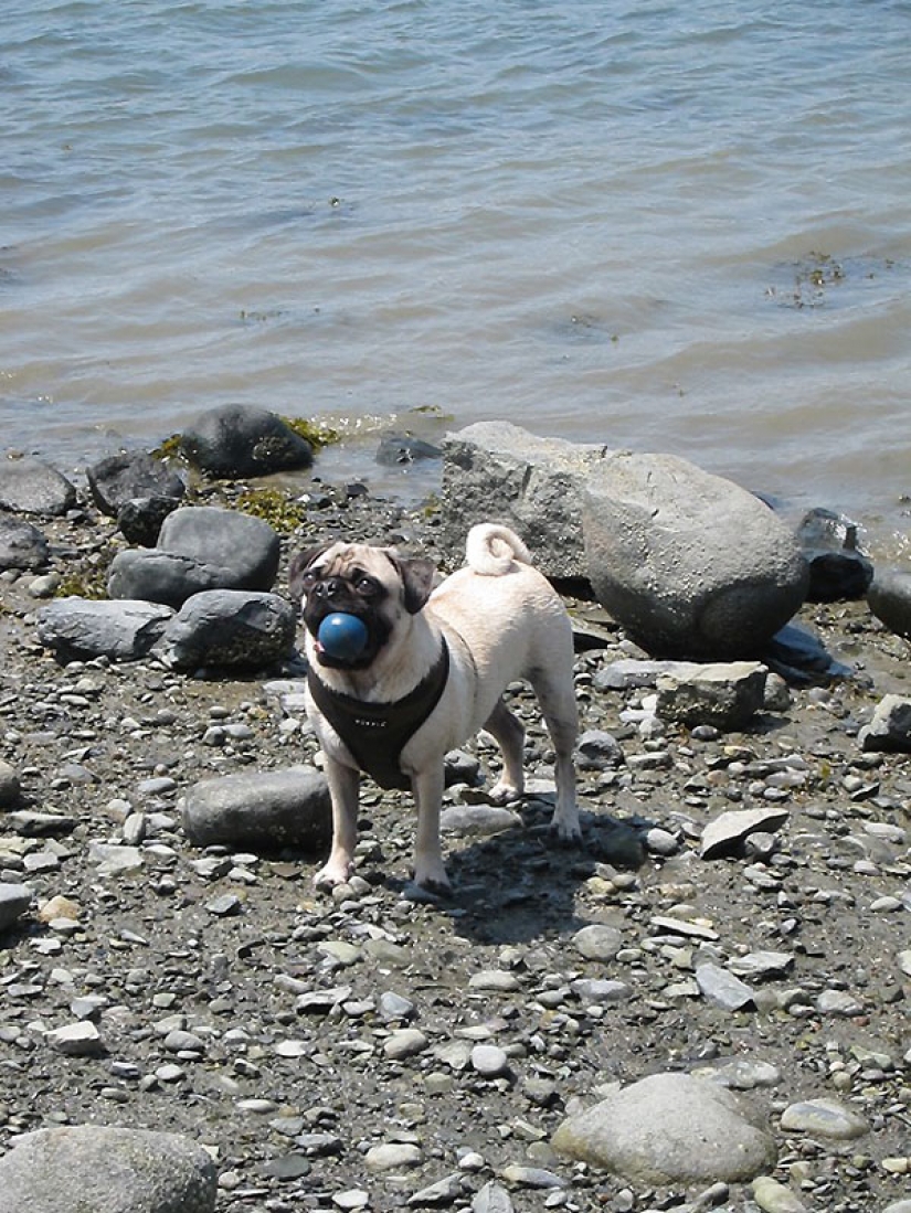 Life tips from Murphy the Dog Life tips from Murphy the Dog