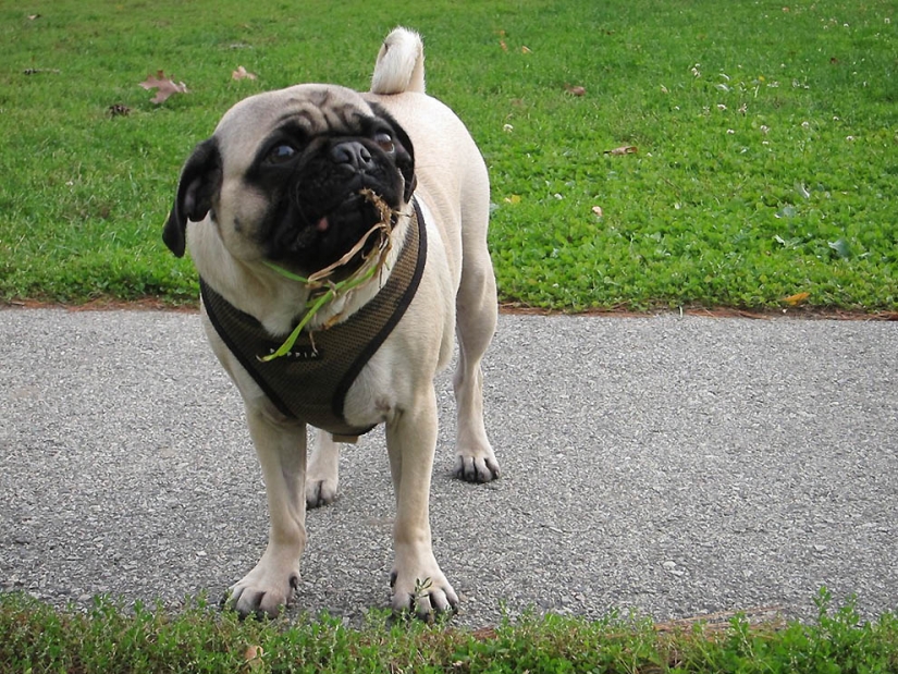 Life tips from Murphy the Dog Life tips from Murphy the Dog