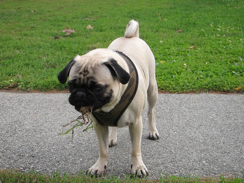 Life tips from Murphy the Dog Life tips from Murphy the Dog