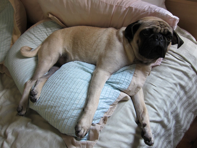 Life tips from Murphy the Dog Life tips from Murphy the Dog