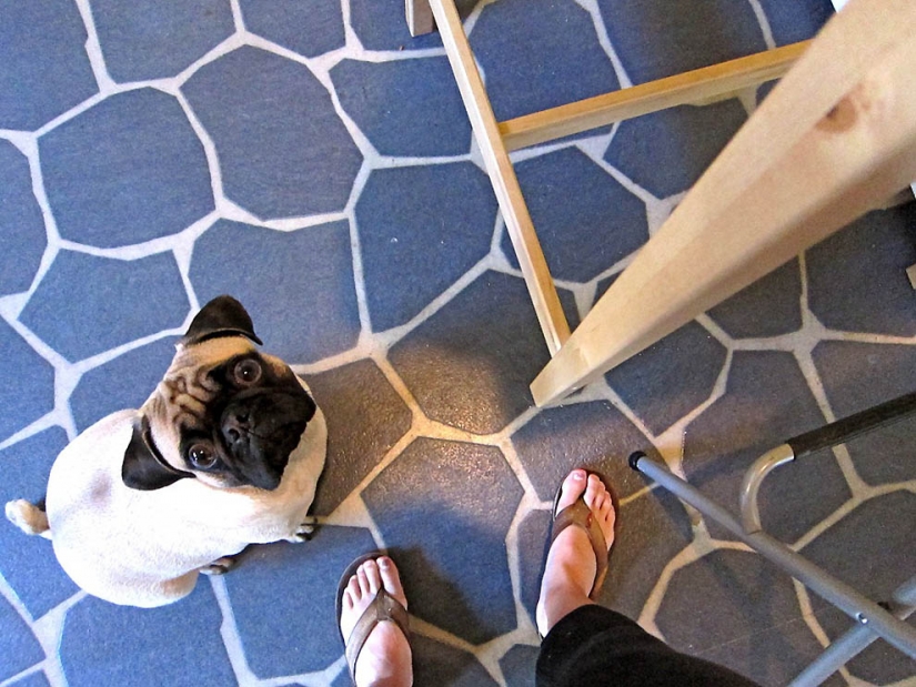 Life tips from Murphy the Dog Life tips from Murphy the Dog