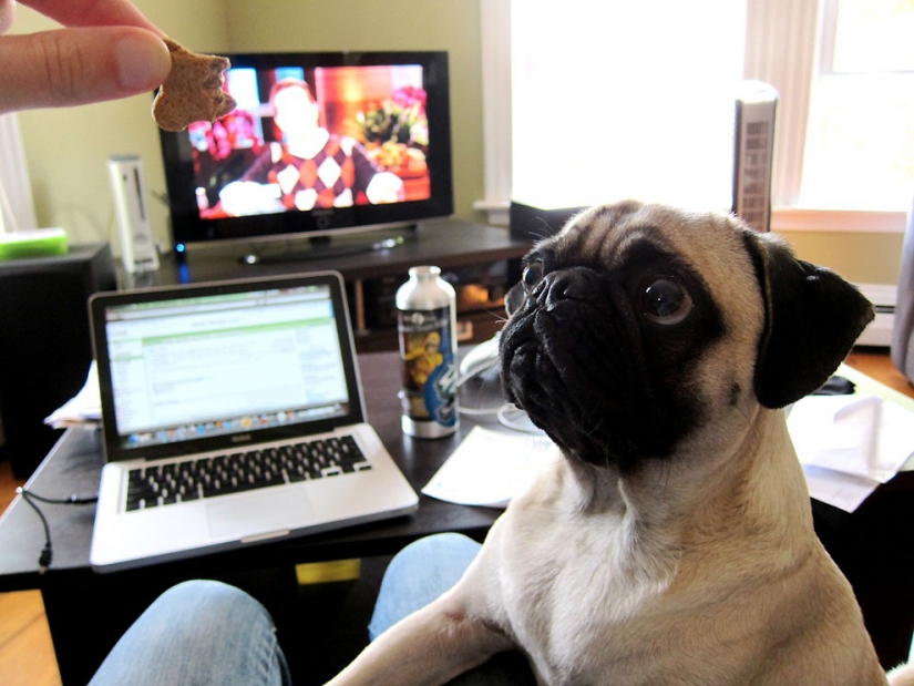 Life tips from Murphy the Dog Life tips from Murphy the Dog