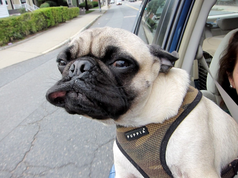 Life tips from Murphy the Dog Life tips from Murphy the Dog