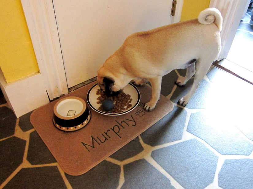 Life tips from Murphy the Dog Life tips from Murphy the Dog