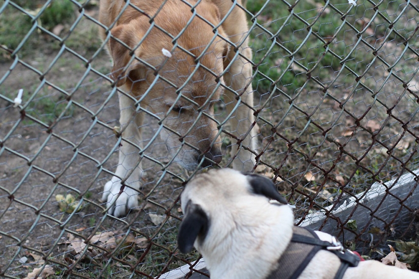 Life tips from Murphy the Dog Life tips from Murphy the Dog