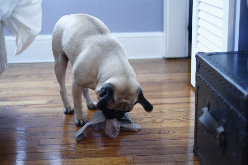 Life tips from Murphy the Dog Life tips from Murphy the Dog