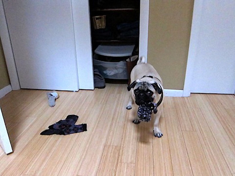 Life tips from Murphy the Dog Life tips from Murphy the Dog