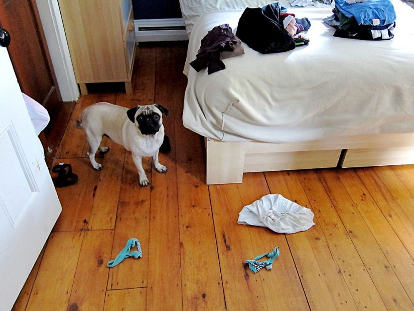 Life tips from Murphy the Dog Life tips from Murphy the Dog