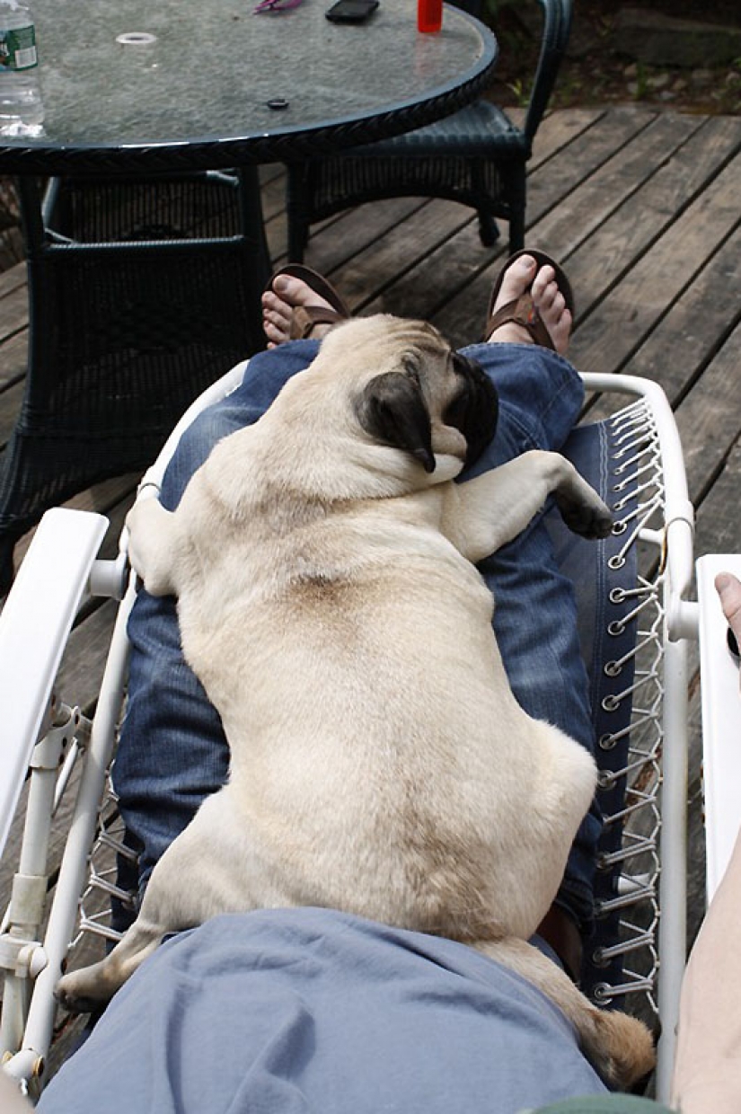 Life tips from Murphy the Dog Life tips from Murphy the Dog