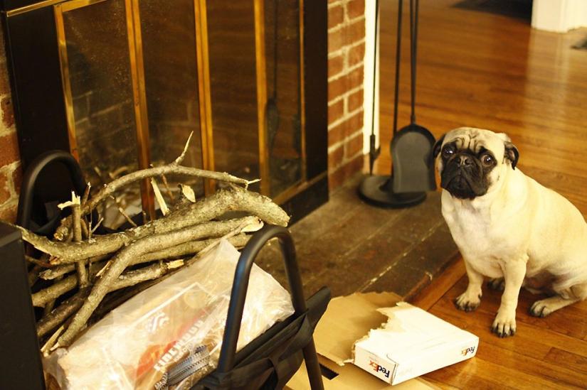 Life tips from Murphy the Dog Life tips from Murphy the Dog