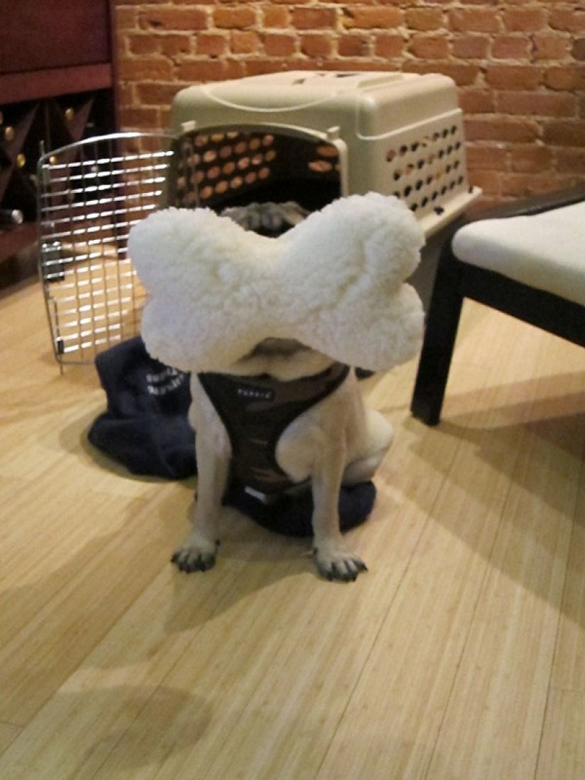 Life tips from Murphy the Dog Life tips from Murphy the Dog