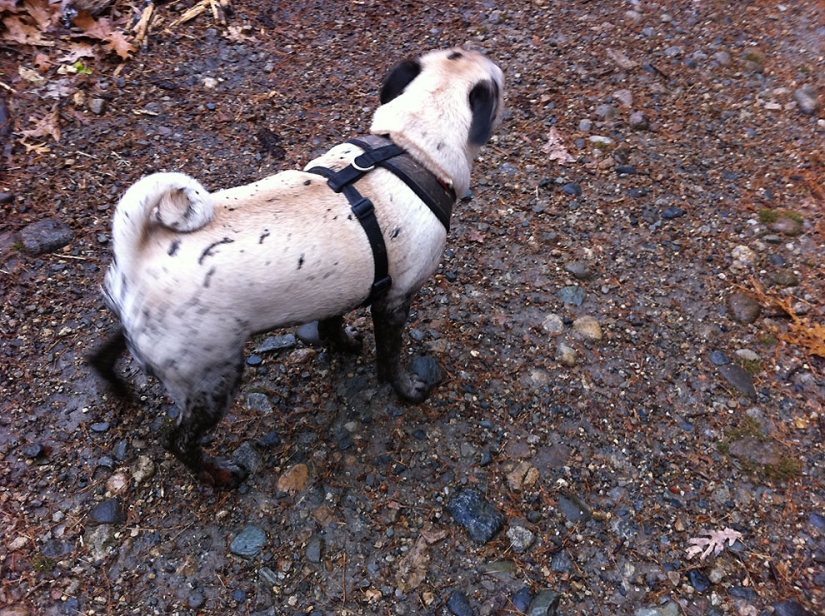 Life tips from Murphy the Dog Life tips from Murphy the Dog