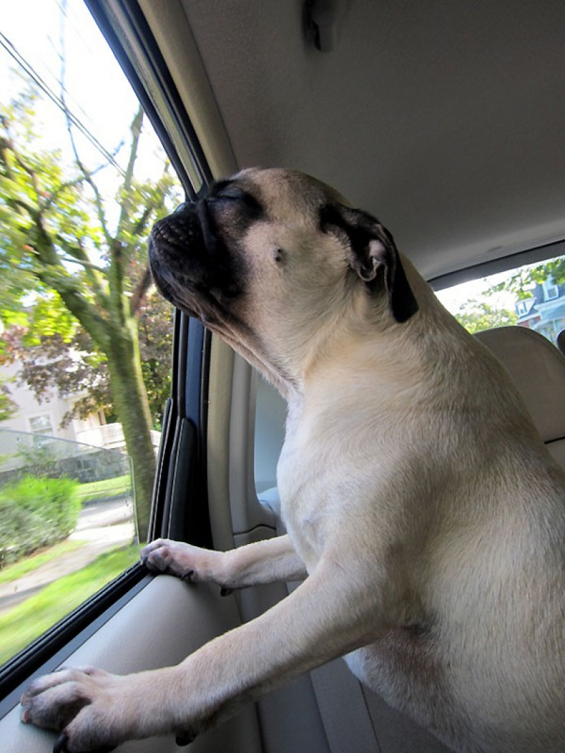 Life tips from Murphy the Dog Life tips from Murphy the Dog