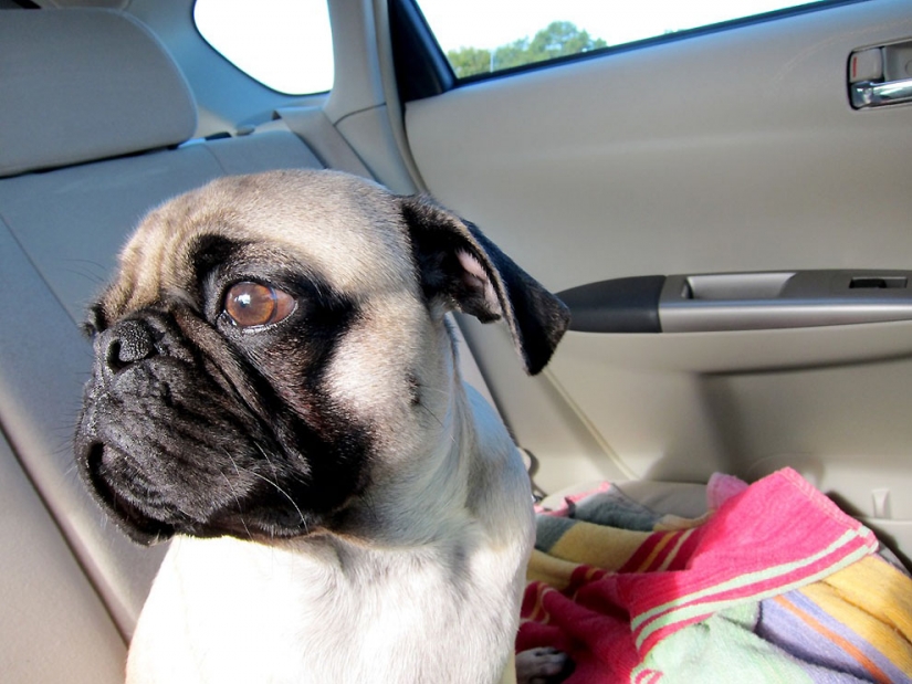 Life tips from Murphy the Dog Life tips from Murphy the Dog