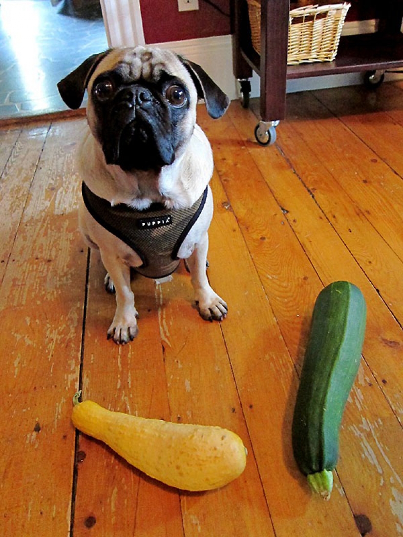 Life tips from Murphy the Dog Life tips from Murphy the Dog