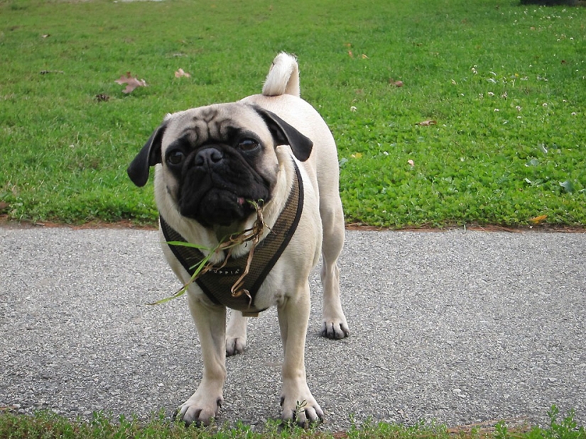 Life tips from Murphy the Dog Life tips from Murphy the Dog