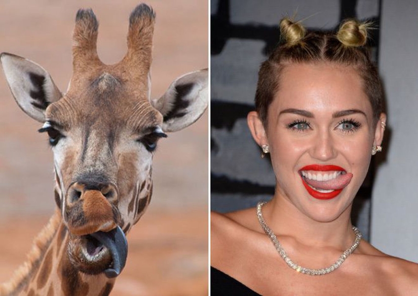 "Like two drops of water": celebrities and their four-legged counterparts "Like two drops of water": celebrities and their four-legged counterparts