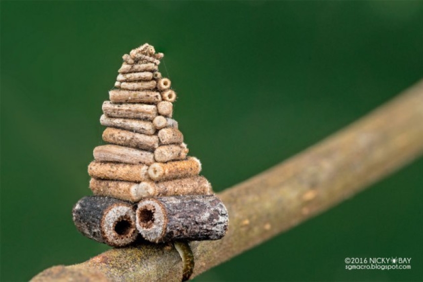 Little architects in the world of wildlife Little architects in the world of wildlife