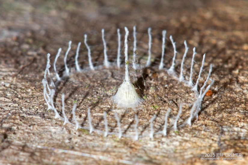 Little architects in the world of wildlife Little architects in the world of wildlife