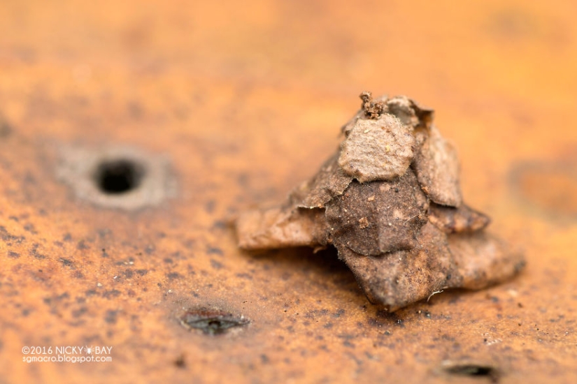 Little architects in the world of wildlife Little architects in the world of wildlife