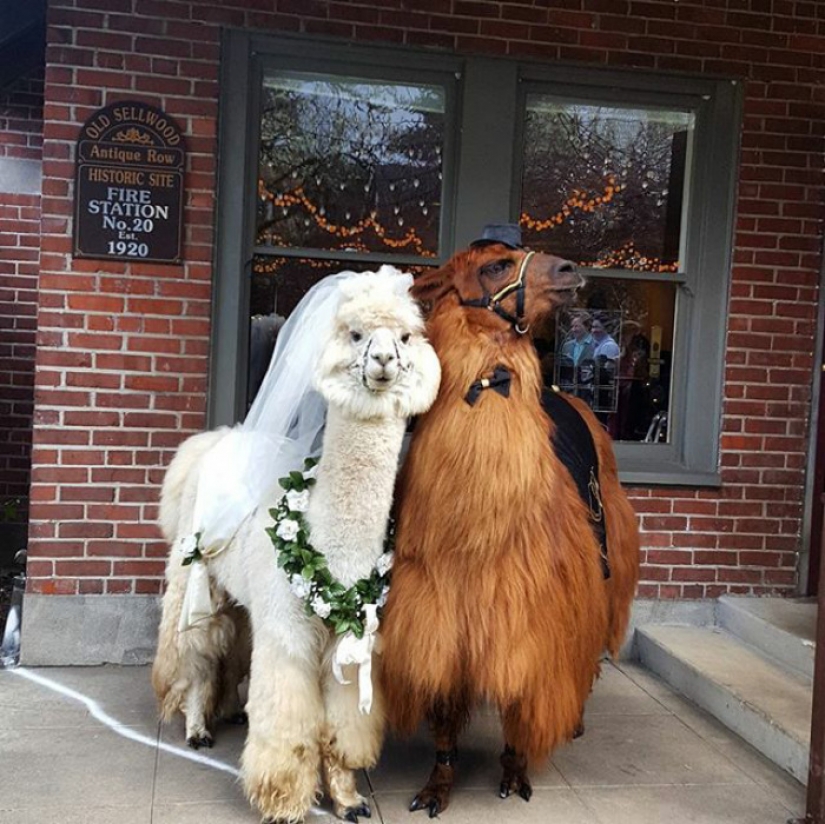 Llamas as wedding hosts