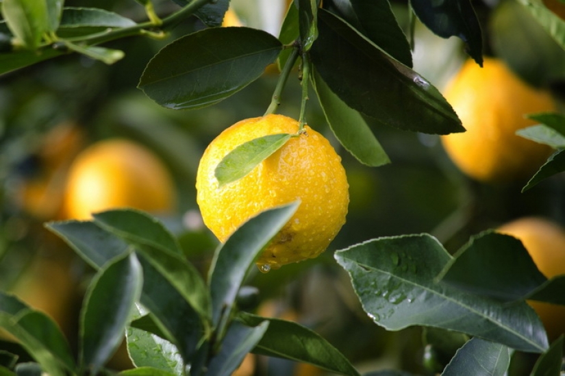 Los 10 beneficios para la salud más sorprendentes de los limones