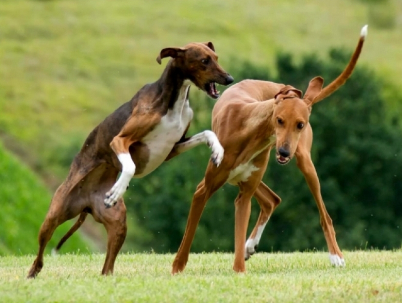 Los 10 perros más caros del mundo que son increíblemente adorables Los 10 perros más caros del mundo que son increíblemente adorables