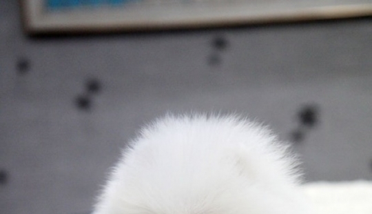 Los 10 perros más caros del mundo que son increíblemente adorables Los 10 perros más caros del mundo que son increíblemente adorables