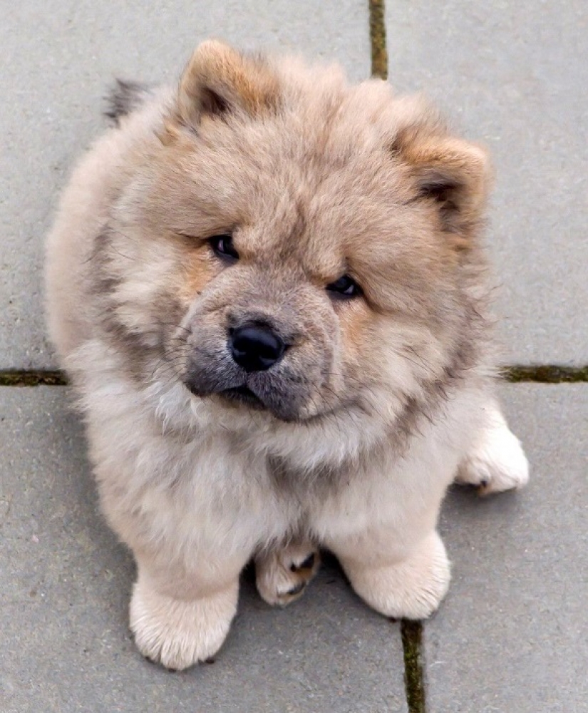 Los 10 perros más caros del mundo que son increíblemente adorables Los 10 perros más caros del mundo que son increíblemente adorables