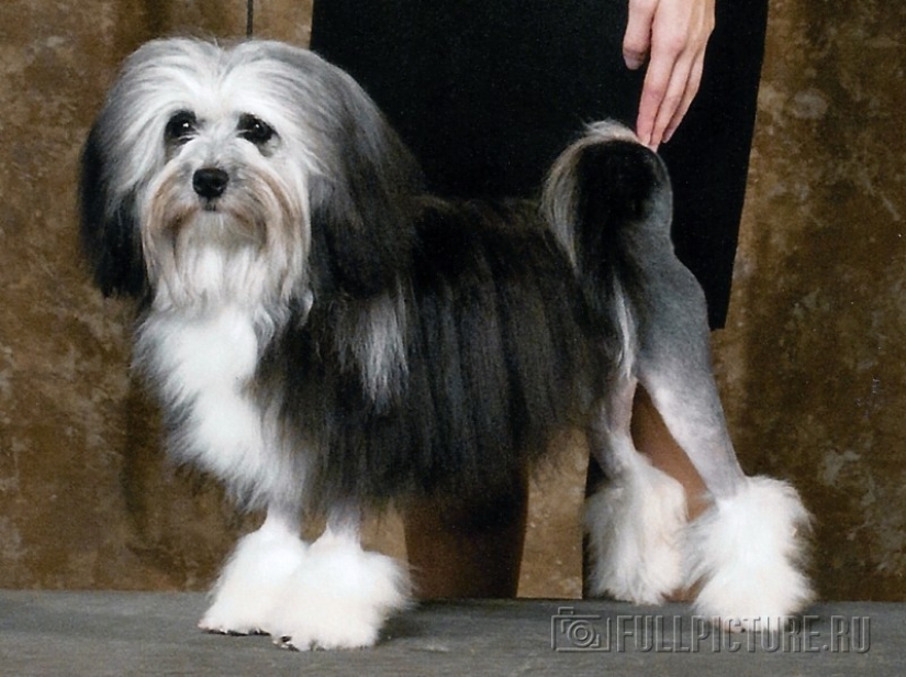 Los 10 perros más caros del mundo que son increíblemente adorables Los 10 perros más caros del mundo que son increíblemente adorables