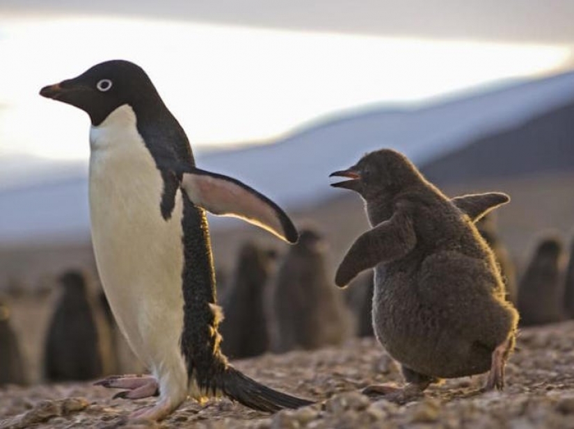 Los 13 mejores programas de televisión de la década, según los fanáticos