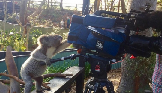 Los animales de Australia a los que no les importaban tus estereotipos