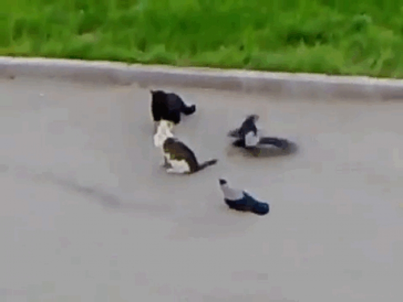 Los cuervos Troll otros animales, tirando de su cola