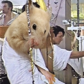 Los hámsters resultaron ser amantes de la bebida fuerte y al mismo tiempo nunca se emborrachan