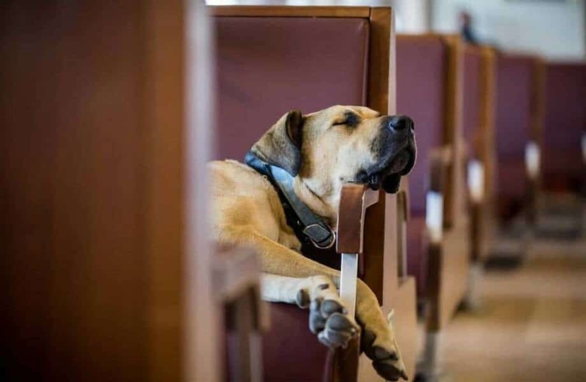 Los opositores trataron de incriminar al perro de Estambul Boji arrojando heces en el tranvía