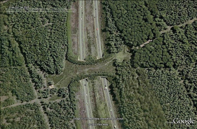 Los pasos de peatones para los animales Los pasos de peatones para los animales