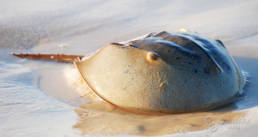 Los seres vivos más antiguos del planeta.