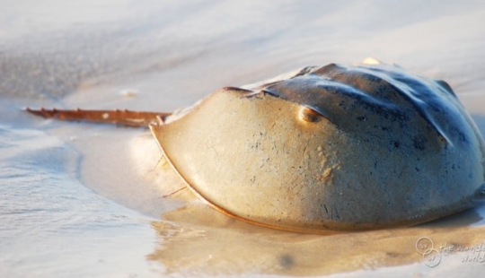 Los seres vivos más antiguos del planeta.