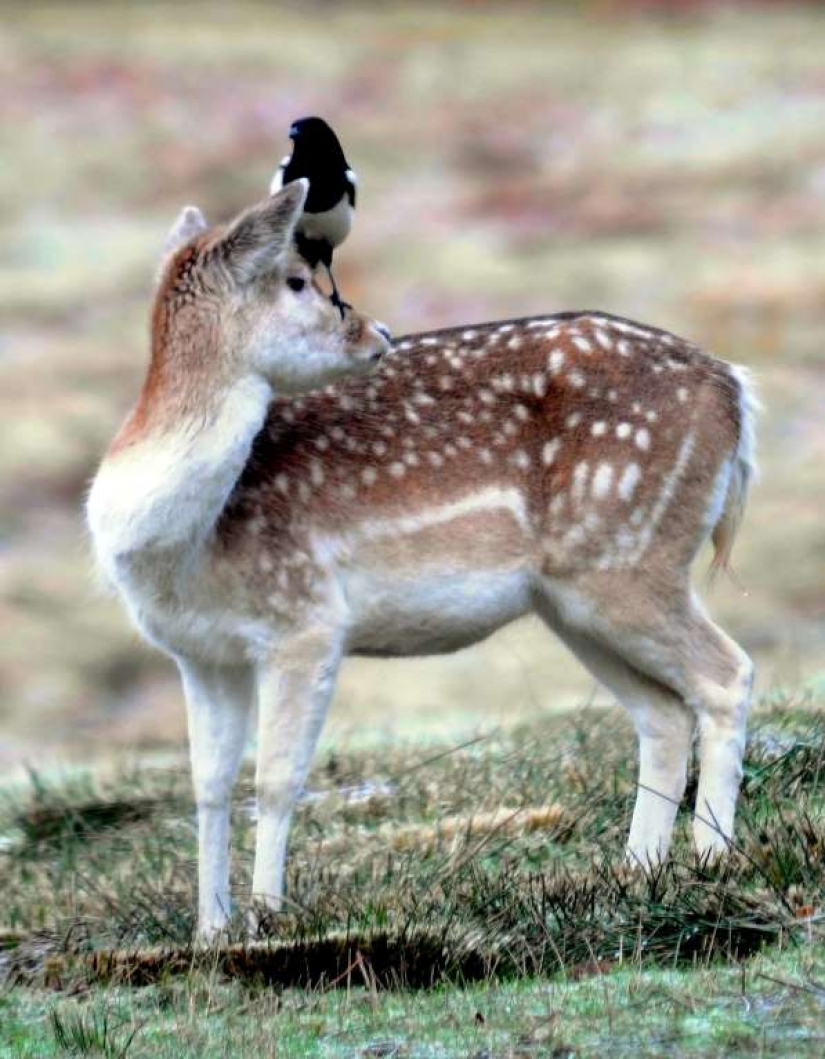 Lovers of free travel