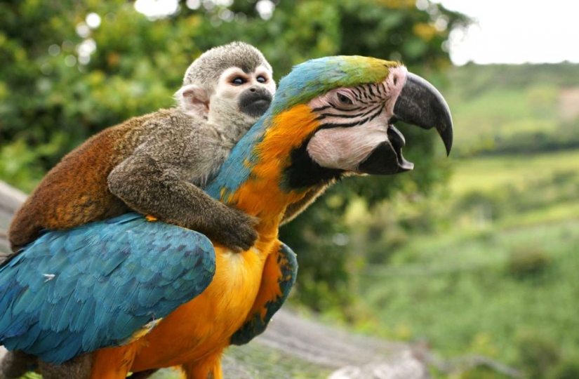 Lovers of free travel