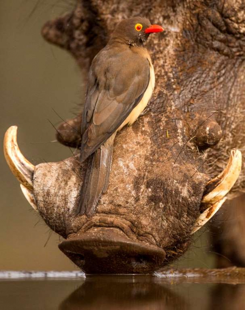 Lovers of free travel