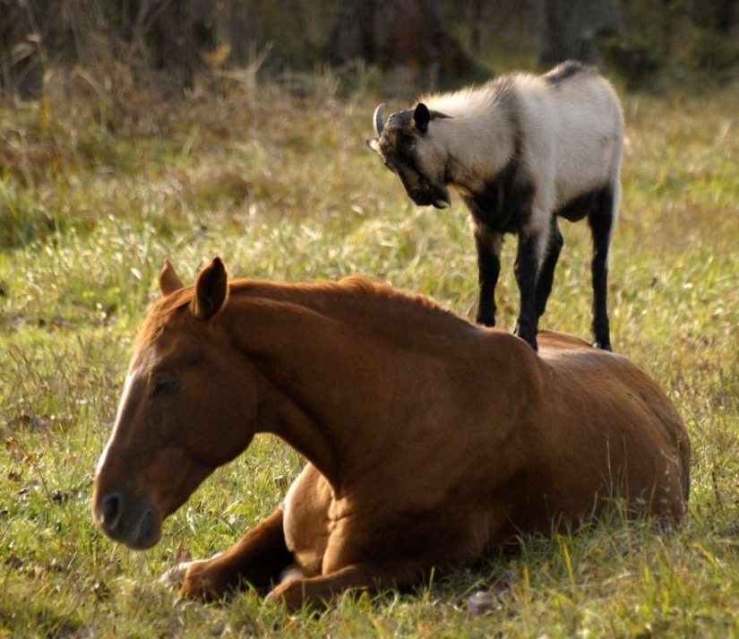 Lovers of free travel