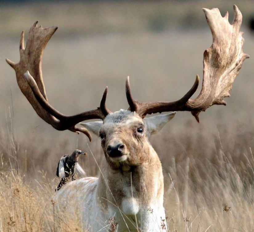 Lovers of free travel