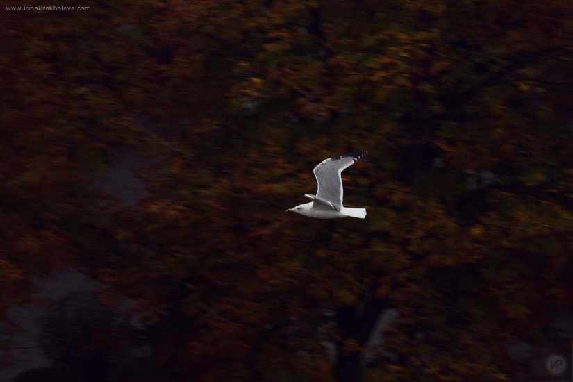 Magical Istanbul Magical Istanbul