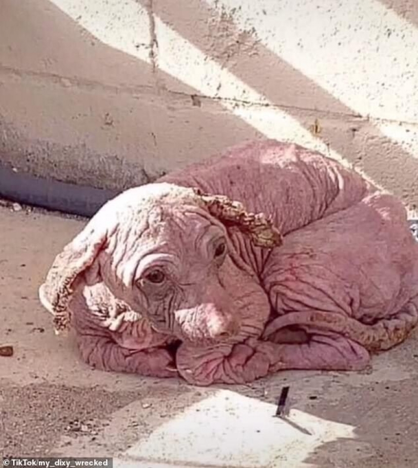 Maravillosa historia del rescate de un perro sin hogar llamado Dobby Maravillosa historia del rescate de un perro sin hogar llamado Dobby