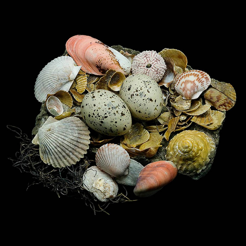 Masterpieces of natural architecture - bird nests Masterpieces of natural architecture - bird nests